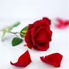 New Arrival Noble Rose Heart Flower Blossom Style Velvet Ring Gift Packaging Box for Ceremony Proposal Engagement Wedding